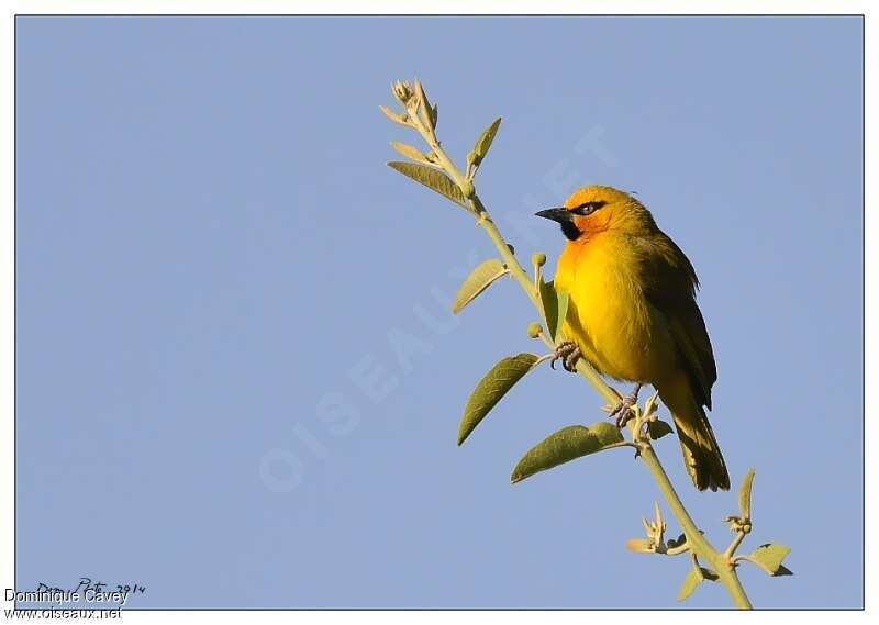 Spectacled Weaver male adult breeding, pigmentation, Behaviour