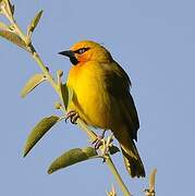 Spectacled Weaver