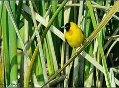 Black-headed Weaver