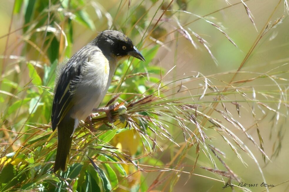 Baglafecht Weaver