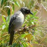 Baglafecht Weaver