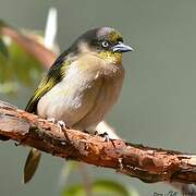 Baglafecht Weaver