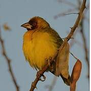 Rüppell's Weaver