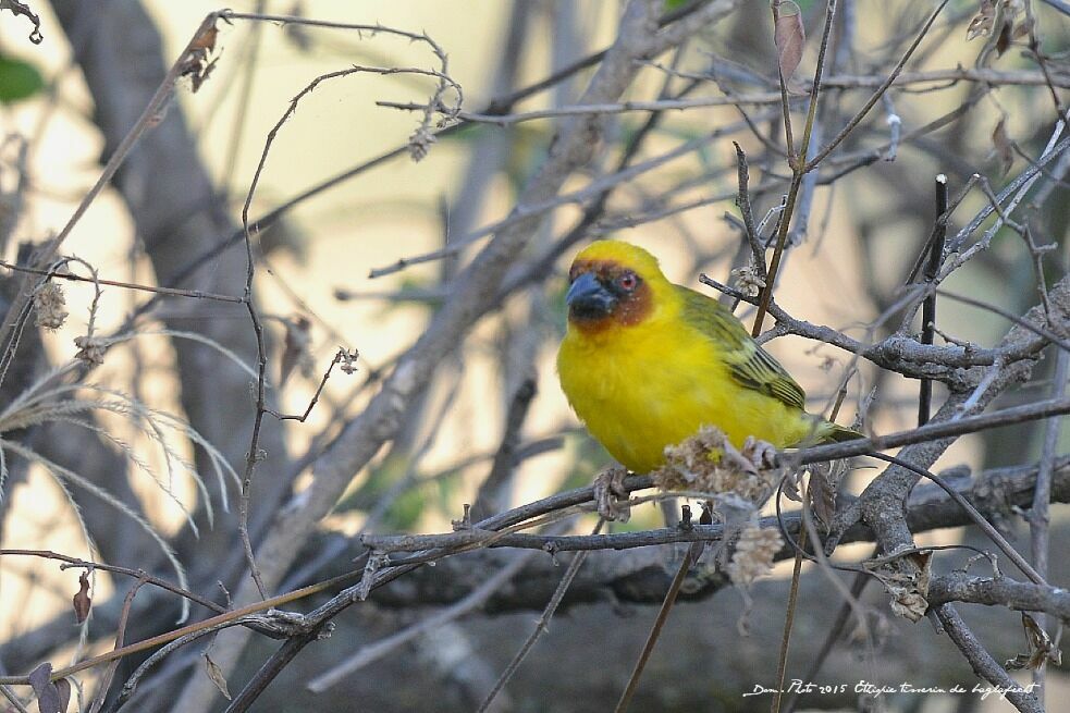 Rüppell's Weaver