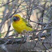 Rüppell's Weaver