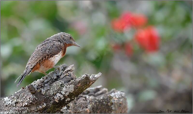 Red-throated Wryneckadult, Behaviour