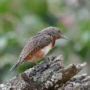 Red-throated Wryneck