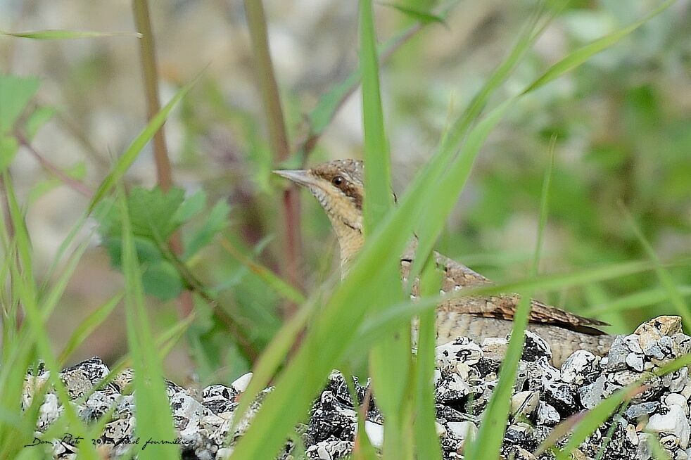 Eurasian Wryneck