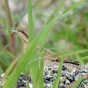 Eurasian Wryneck