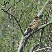 Eurasian Wryneck