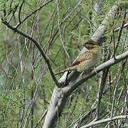 Eurasian Wryneck