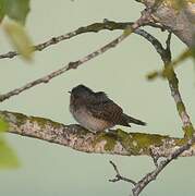 Eurasian Wryneck