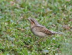 Eurasian Wryneck