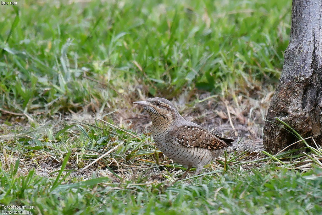 Eurasian Wryneck