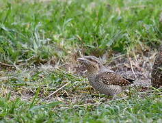 Eurasian Wryneck