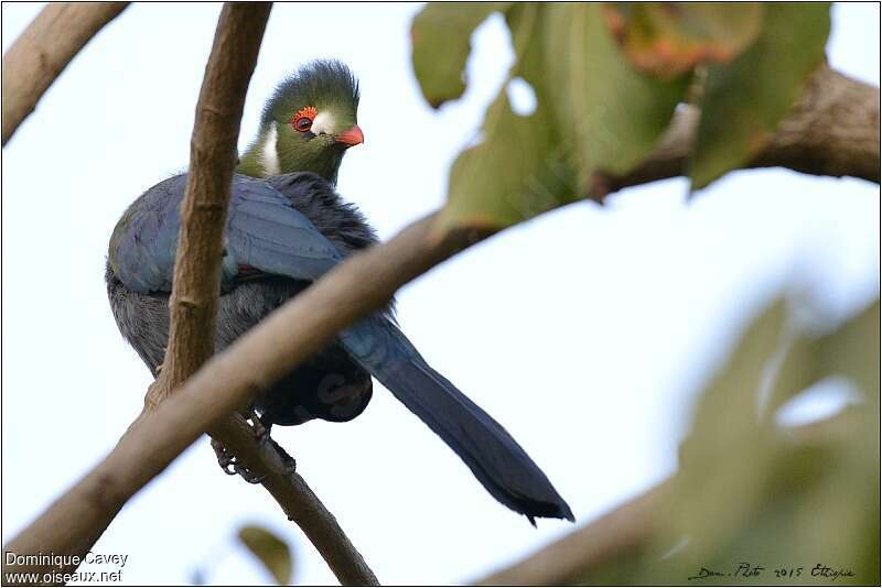 White-cheeked Turacoadult, pigmentation, Behaviour