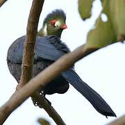 White-cheeked Turaco