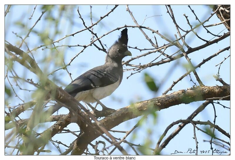 White-bellied Go-away-bird