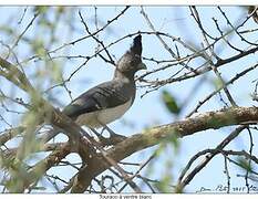 White-bellied Go-away-bird