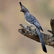 White-bellied Go-away-bird