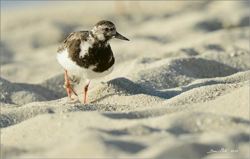 Ruddy Turnstone