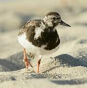 Ruddy Turnstone