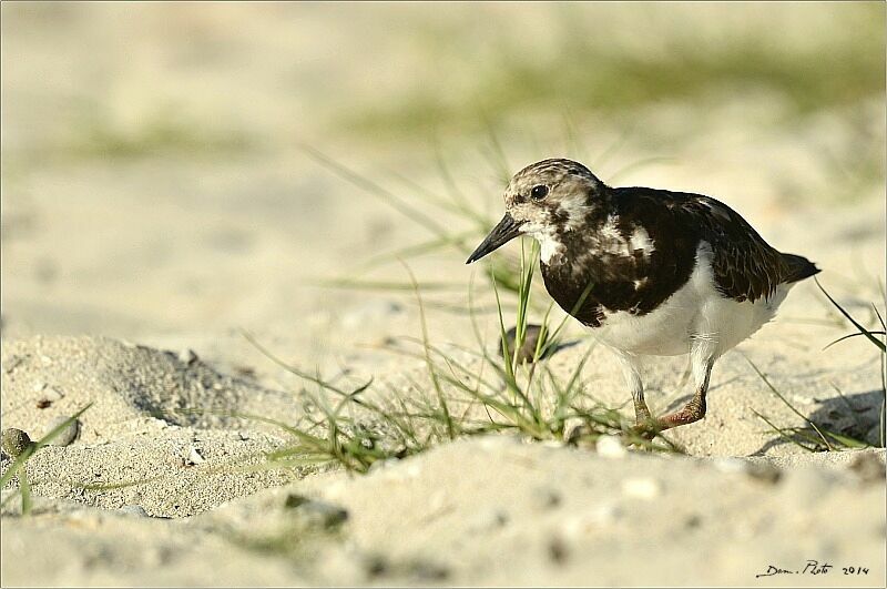 Ruddy Turnstone