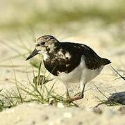 Ruddy Turnstone