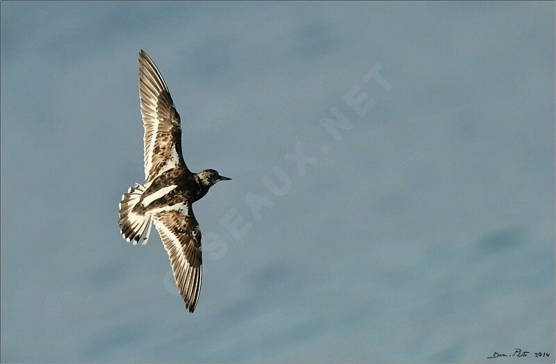 Ruddy Turnstone