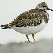 Ruddy Turnstone