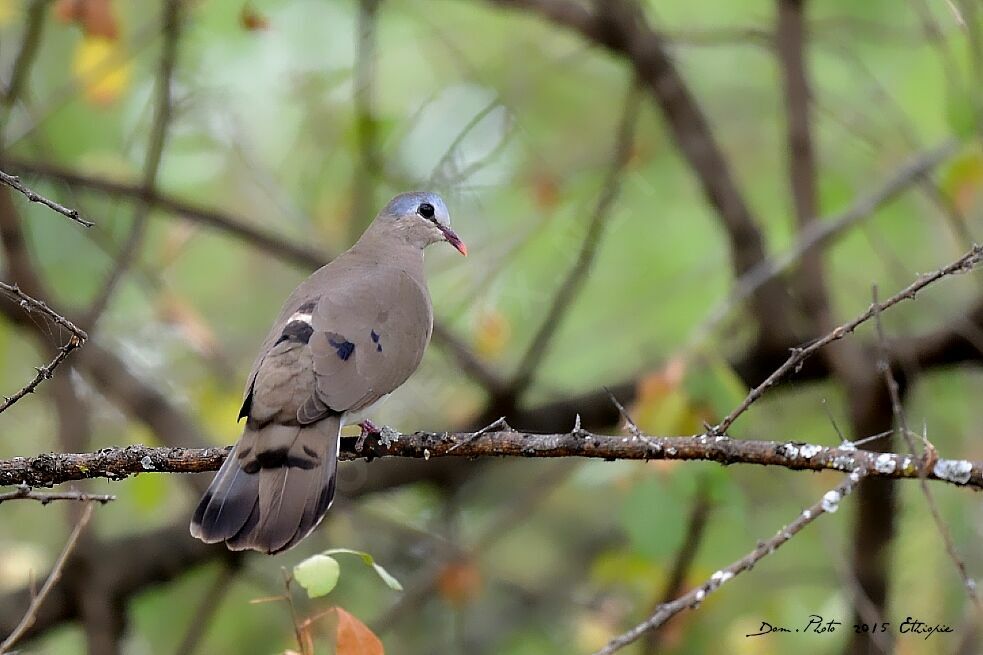 Blue-spotted Wood Dove