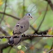 Blue-spotted Wood Dove