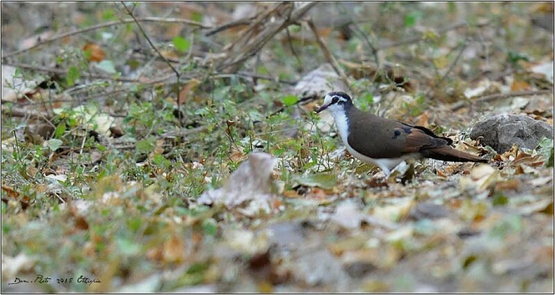 Tambourine Dove