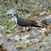 Tambourine Dove