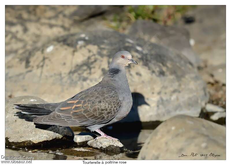 Dusky Turtle Dove