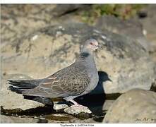 Dusky Turtle Dove