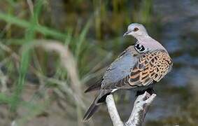 European Turtle Dove