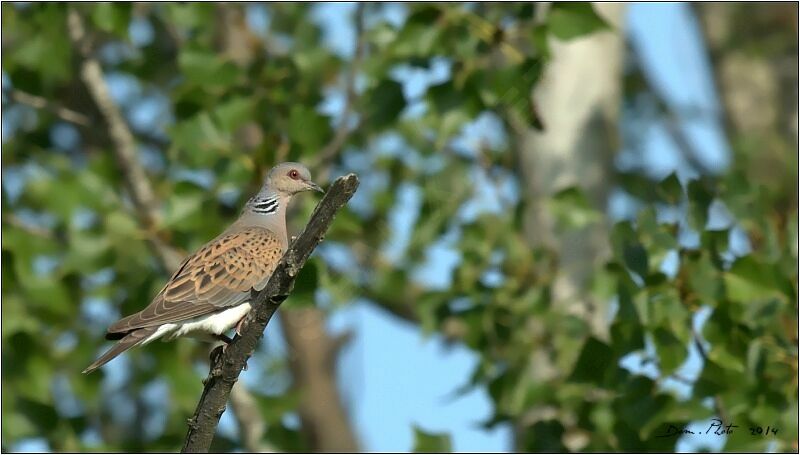 European Turtle Dove