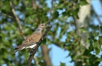 Tourterelle des bois