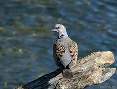 European Turtle Dove