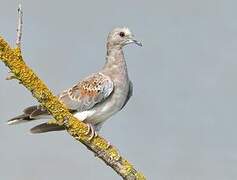 European Turtle Dove