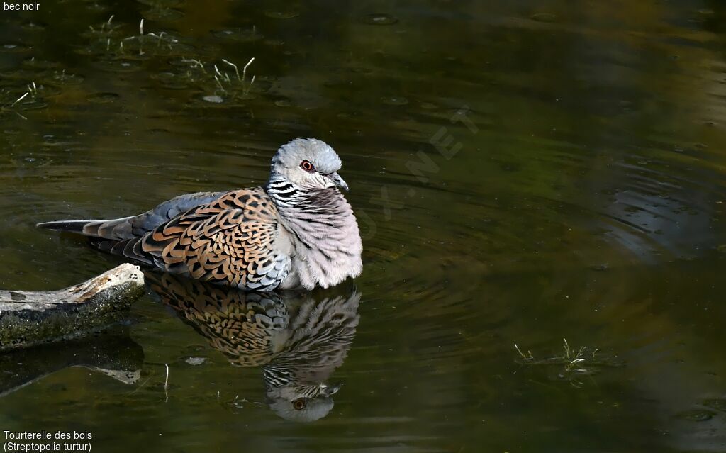 European Turtle Dove