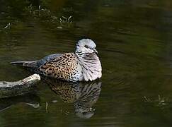 European Turtle Dove