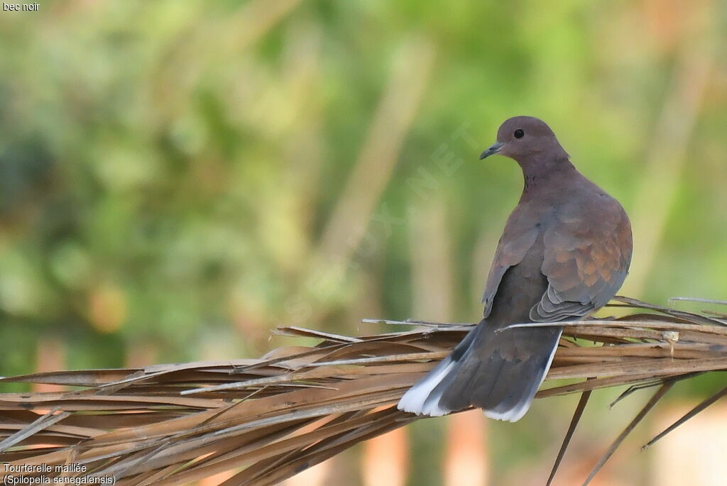 Laughing Dove