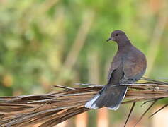 Laughing Dove