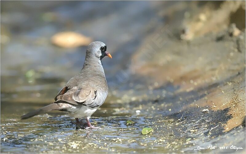 Namaqua Dove