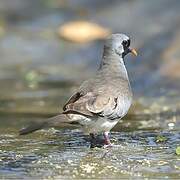 Namaqua Dove