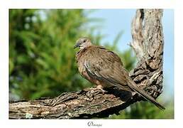 Spotted Dove