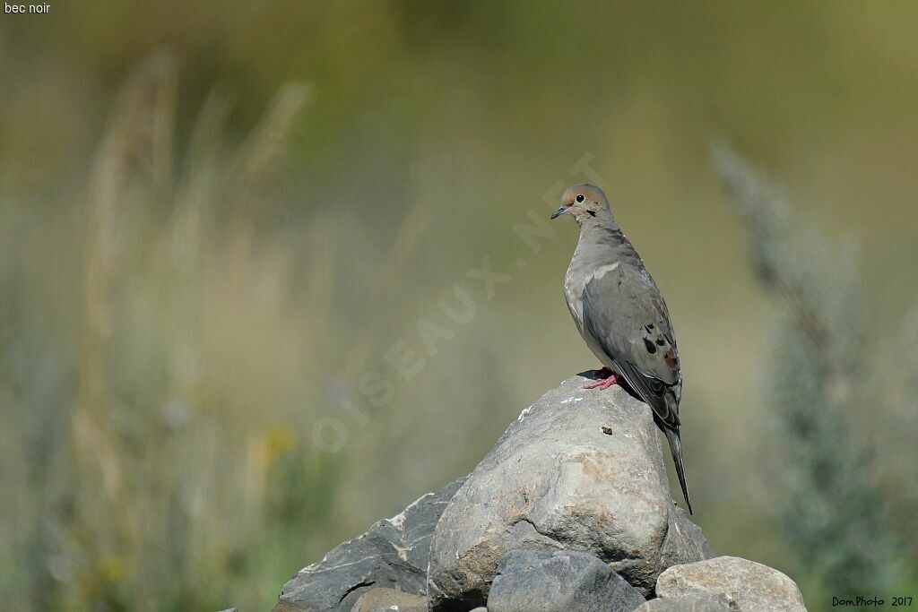 Mourning Dove