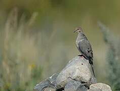 Mourning Dove